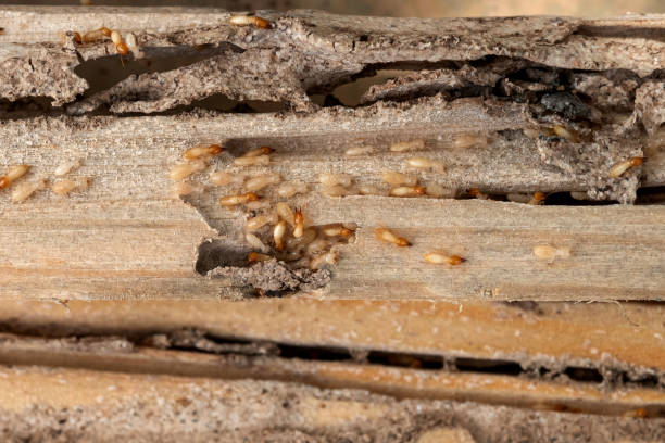 Best Best Pest Control Companies  in Aledo, TX